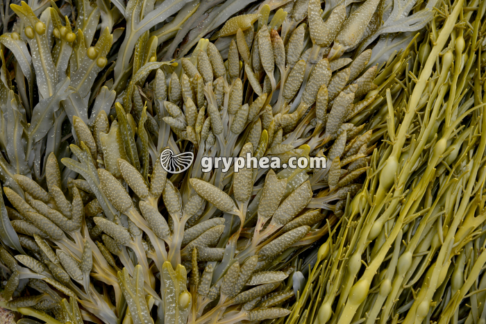 Fucus vésiculeux - organes reproducteurs femelles - gryphea.org